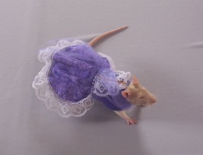 Purple Princess Nineveh